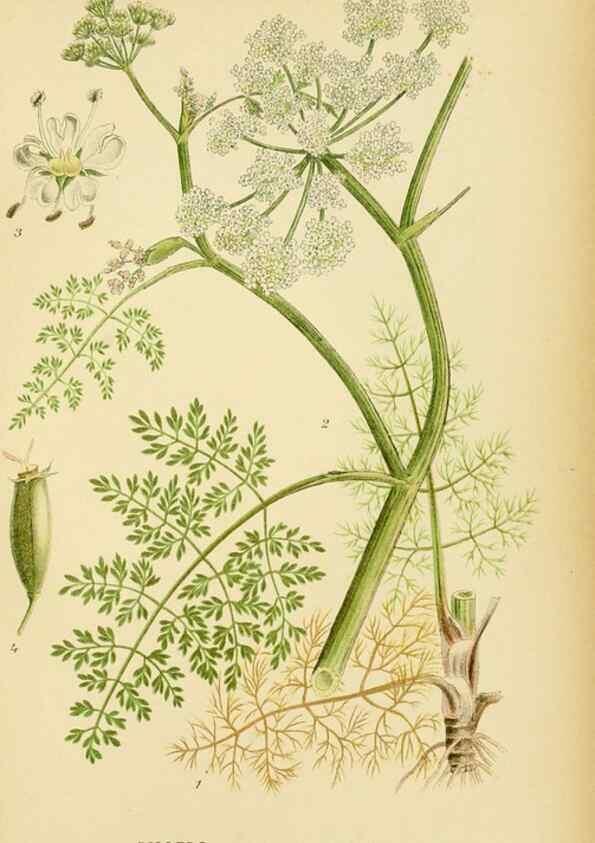 Reproducción/Reproduction 49157267183: Billeder af Nordens flora,. København,G.E.C. Gad,1901-1903 [i.e. 1907]. 