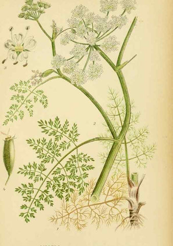 Reproducción/Reproduction 49157267183: Billeder af Nordens flora,. København,G.E.C. Gad,1901-1903 [i.e. 1907]. 