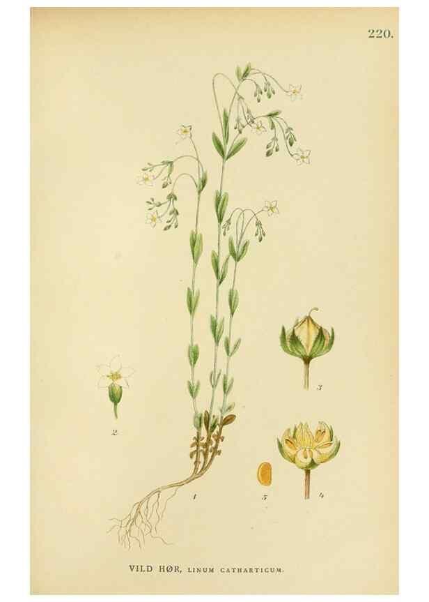 Reproducción/Reproduction 49157252973: Billeder af Nordens flora,. København,G.E.C. Gad,1901-1903 [i.e. 1907]. 