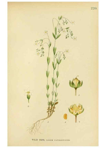 Reproducción/Reproduction 49157252973: Billeder af Nordens flora,. København,G.E.C. Gad,1901-1903 [i.e. 1907]. 