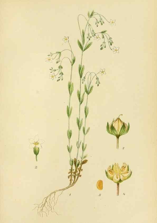 Reproducción/Reproduction 49157252973: Billeder af Nordens flora,. København,G.E.C. Gad,1901-1903 [i.e. 1907]. 
