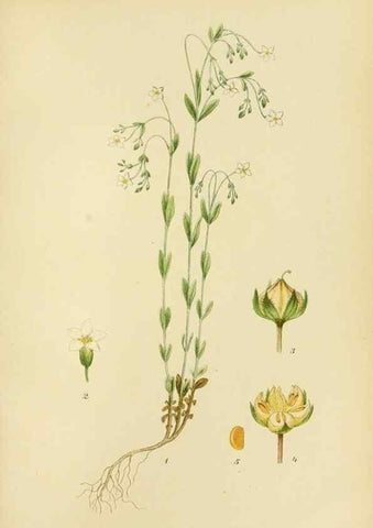 Reproducción/Reproduction 49157252973: Billeder af Nordens flora,. København,G.E.C. Gad,1901-1903 [i.e. 1907]. 