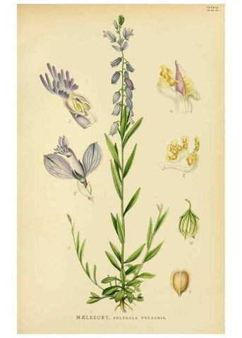 Reproducción/Reproduction 49157253743: Billeder af Nordens flora,. København,G.E.C. Gad,1901-1903 [i.e. 1907]. 
