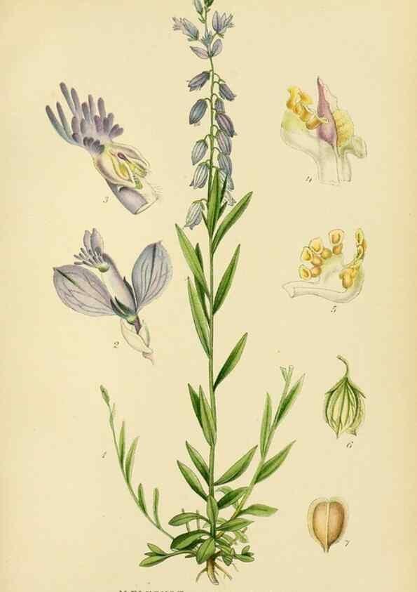 Reproducción/Reproduction 49157253743: Billeder af Nordens flora,. København,G.E.C. Gad,1901-1903 [i.e. 1907]. 
