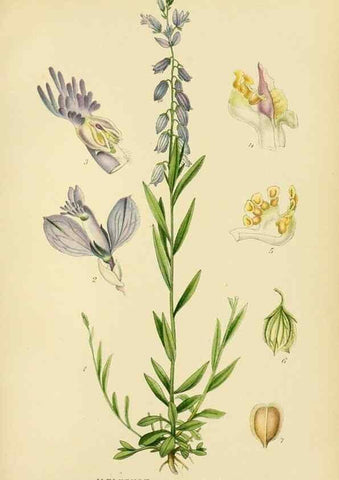 Reproducción/Reproduction 49157253743: Billeder af Nordens flora,. København,G.E.C. Gad,1901-1903 [i.e. 1907]. 