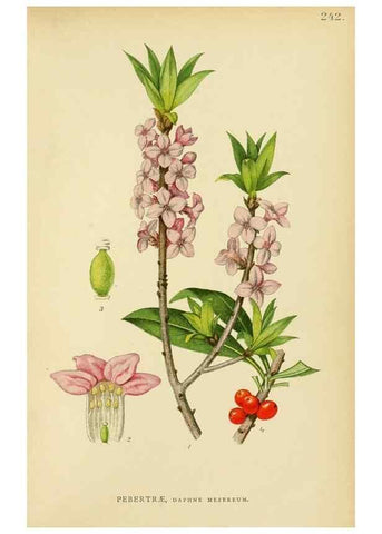 Reproducción/Reproduction 49157261888: Billeder af Nordens flora,. København,G.E.C. Gad,1901-1903 [i.e. 1907]. 