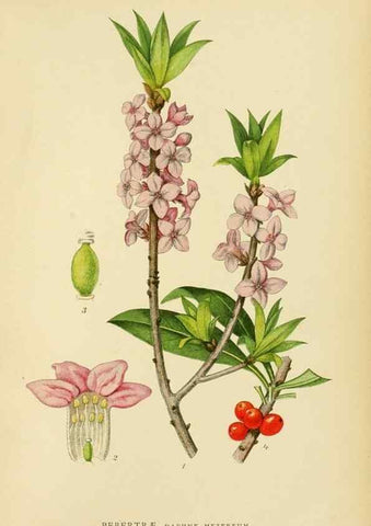 Reproducción/Reproduction 49157261888: Billeder af Nordens flora,. København,G.E.C. Gad,1901-1903 [i.e. 1907]. 