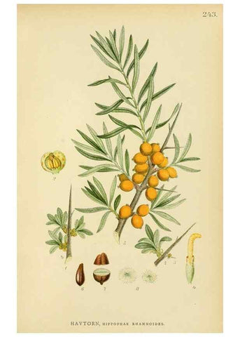 Reproducción/Reproduction 49157749731: Billeder af Nordens flora,. København,G.E.C. Gad,1901-1903 [i.e. 1907]. 