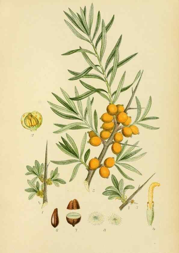 Reproducción/Reproduction 49157749731: Billeder af Nordens flora,. København,G.E.C. Gad,1901-1903 [i.e. 1907]. 