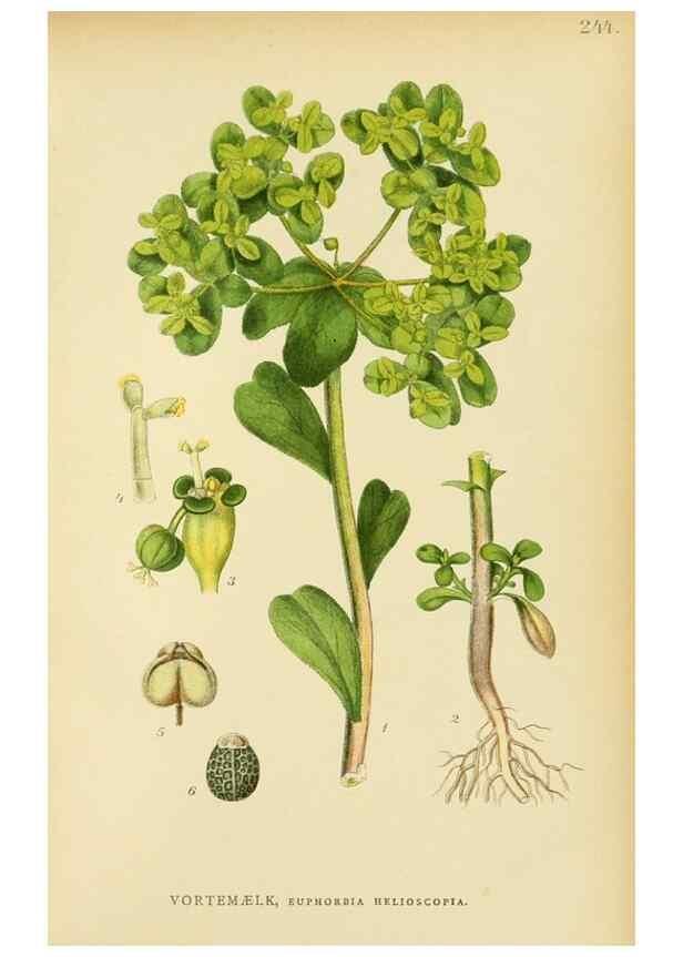 Reproducción/Reproduction 49157972822: Billeder af Nordens flora,. København,G.E.C. Gad,1901-1903 [i.e. 1907]. 