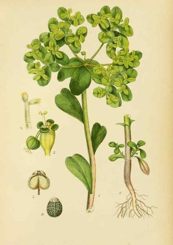 Reproducción/Reproduction 49157972822: Billeder af Nordens flora,. København,G.E.C. Gad,1901-1903 [i.e. 1907]. 