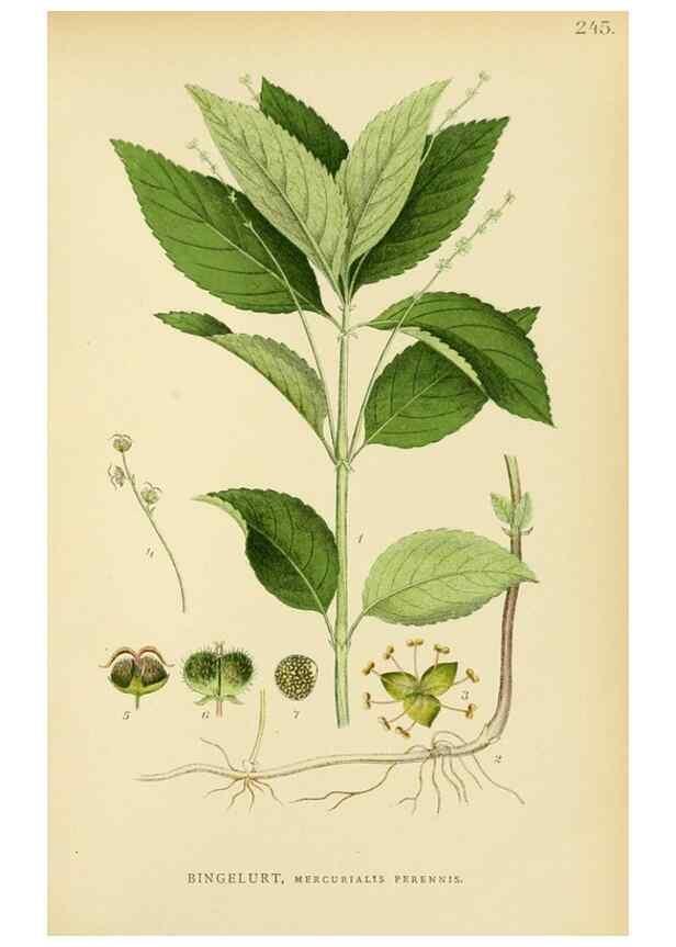 Reproducción/Reproduction 49157262803: Billeder af Nordens flora,. København,G.E.C. Gad,1901-1903 [i.e. 1907]. 