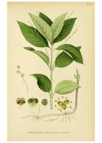 Reproducción/Reproduction 49157262803: Billeder af Nordens flora,. København,G.E.C. Gad,1901-1903 [i.e. 1907]. 