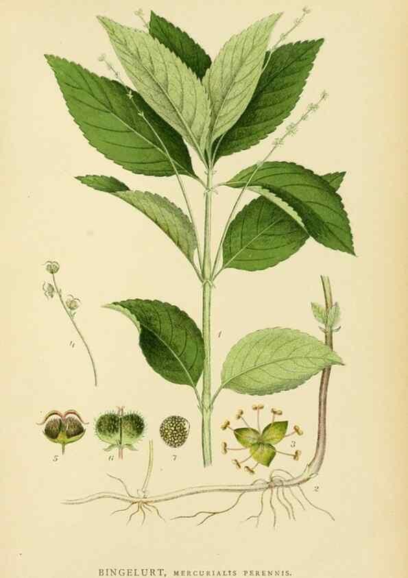 Reproducción/Reproduction 49157262803: Billeder af Nordens flora,. København,G.E.C. Gad,1901-1903 [i.e. 1907]. 