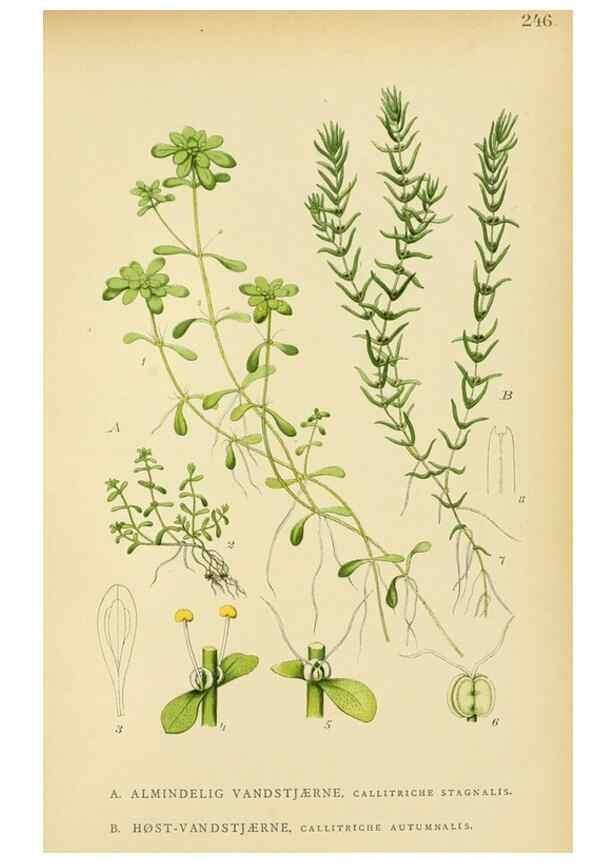 Reproducción/Reproduction 49157750751: Billeder af Nordens flora,. København,G.E.C. Gad,1901-1903 [i.e. 1907]. 