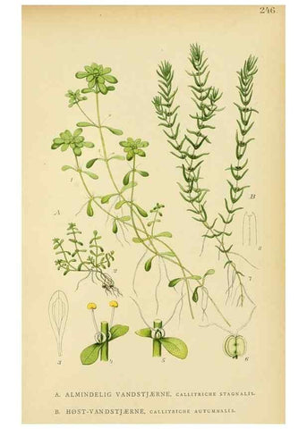 Reproducción/Reproduction 49157750751: Billeder af Nordens flora,. København,G.E.C. Gad,1901-1903 [i.e. 1907]. 