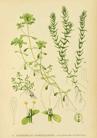 Reproducción/Reproduction 49157750751: Billeder af Nordens flora,. København,G.E.C. Gad,1901-1903 [i.e. 1907]. 