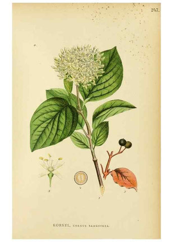 Reproducción/Reproduction 49157751116: Billeder af Nordens flora,. København,G.E.C. Gad,1901-1903 [i.e. 1907]. 