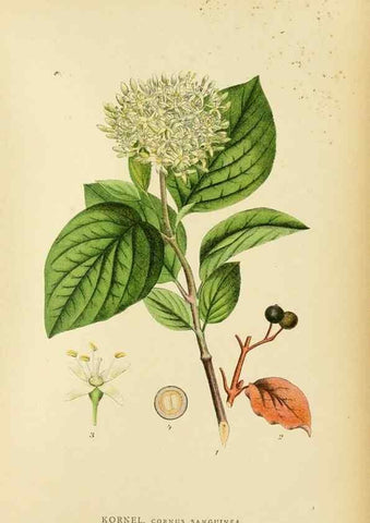 Reproducción/Reproduction 49157751116: Billeder af Nordens flora,. København,G.E.C. Gad,1901-1903 [i.e. 1907]. 