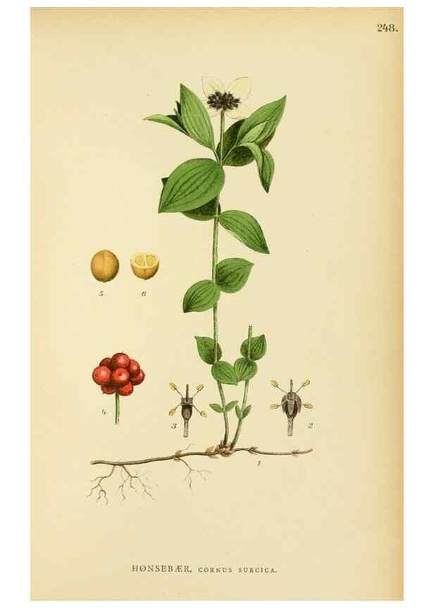Reproducción/Reproduction 49157974012: Billeder af Nordens flora,. København,G.E.C. Gad,1901-1903 [i.e. 1907]. 