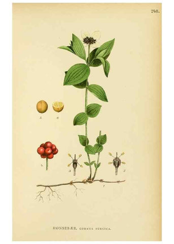 Reproducción/Reproduction 49157974012: Billeder af Nordens flora,. København,G.E.C. Gad,1901-1903 [i.e. 1907]. 