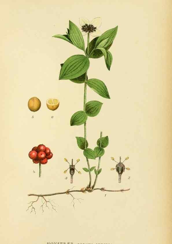 Reproducción/Reproduction 49157974012: Billeder af Nordens flora,. København,G.E.C. Gad,1901-1903 [i.e. 1907]. 