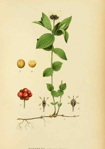 Reproducción/Reproduction 49157974012: Billeder af Nordens flora,. København,G.E.C. Gad,1901-1903 [i.e. 1907]. 