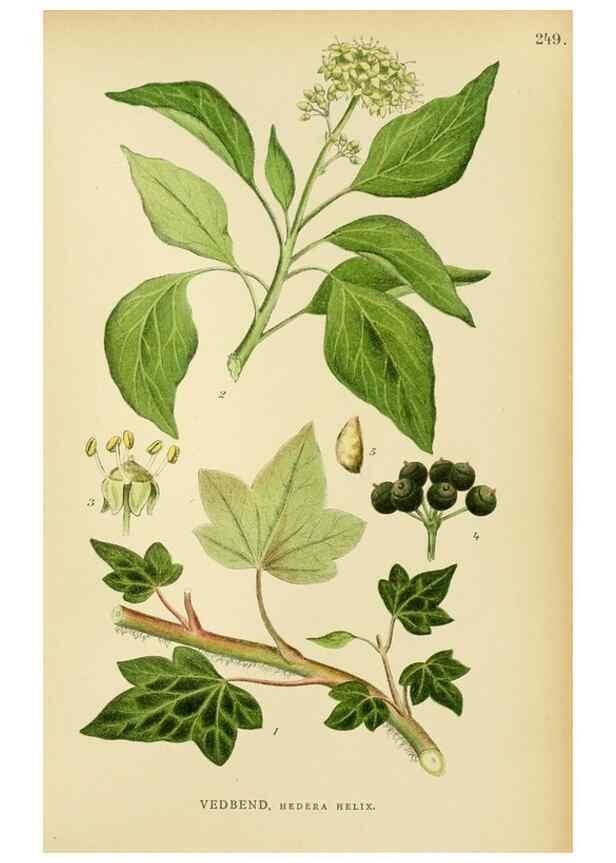 Reproducción/Reproduction 49157751836: Billeder af Nordens flora,. København,G.E.C. Gad,1901-1903 [i.e. 1907]. 