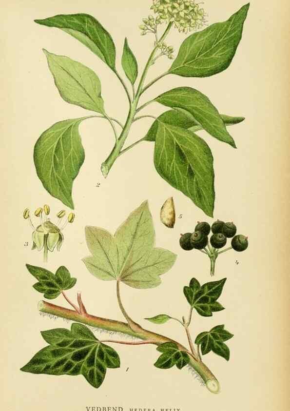 Reproducción/Reproduction 49157751836: Billeder af Nordens flora,. København,G.E.C. Gad,1901-1903 [i.e. 1907]. 