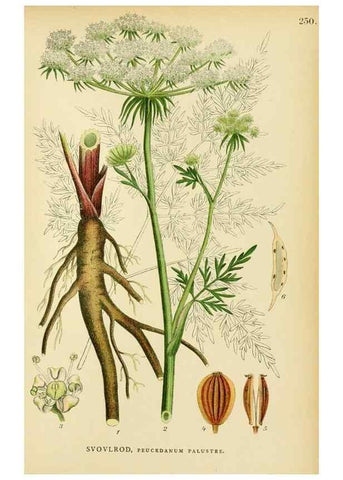 Reproducción/Reproduction 49157974662: Billeder af Nordens flora,. København,G.E.C. Gad,1901-1903 [i.e. 1907]. 