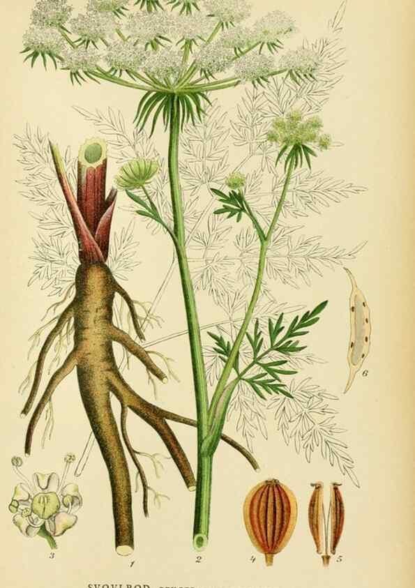 Reproducción/Reproduction 49157974662: Billeder af Nordens flora,. København,G.E.C. Gad,1901-1903 [i.e. 1907]. 