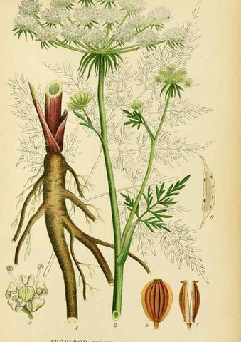 Reproducción/Reproduction 49157974662: Billeder af Nordens flora,. København,G.E.C. Gad,1901-1903 [i.e. 1907]. 