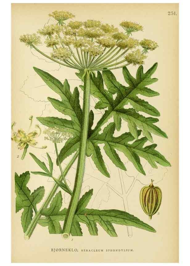 Reproducción/Reproduction 49157975032: Billeder af Nordens flora,. København,G.E.C. Gad,1901-1903 [i.e. 1907]. 