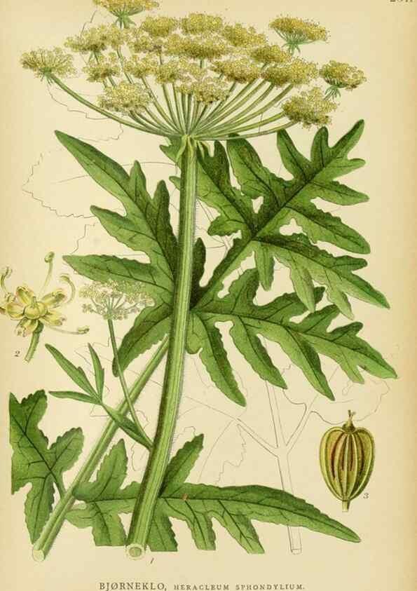 Reproducción/Reproduction 49157975032: Billeder af Nordens flora,. København,G.E.C. Gad,1901-1903 [i.e. 1907]. 