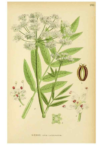 Reproducción/Reproduction 49157752911: Billeder af Nordens flora,. København,G.E.C. Gad,1901-1903 [i.e. 1907]. 