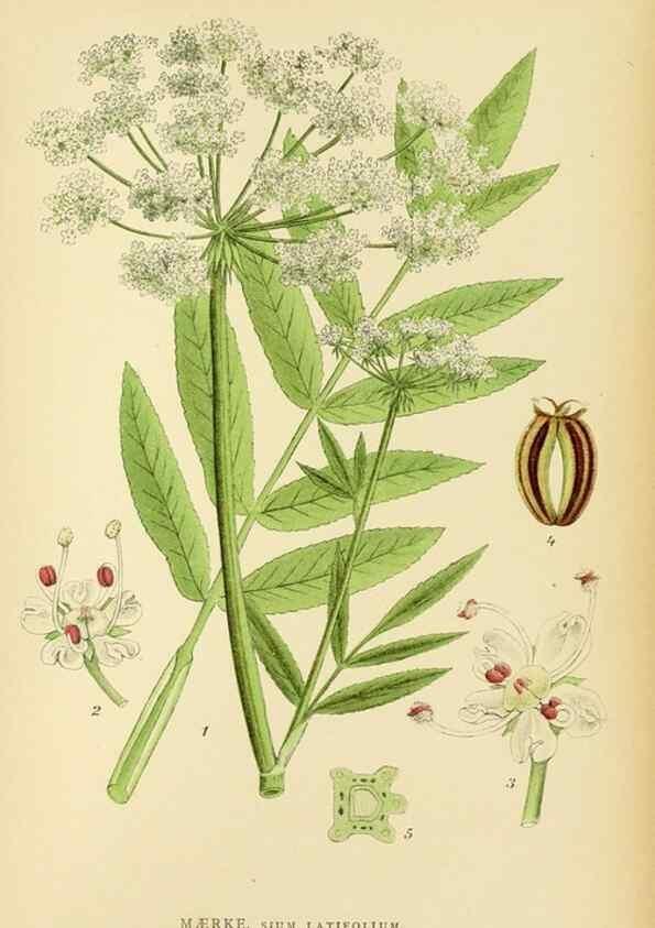 Reproducción/Reproduction 49157752911: Billeder af Nordens flora,. København,G.E.C. Gad,1901-1903 [i.e. 1907]. 