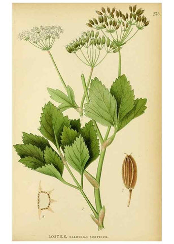 Reproducción/Reproduction 49157265368: Billeder af Nordens flora,. København,G.E.C. Gad,1901-1903 [i.e. 1907]. 