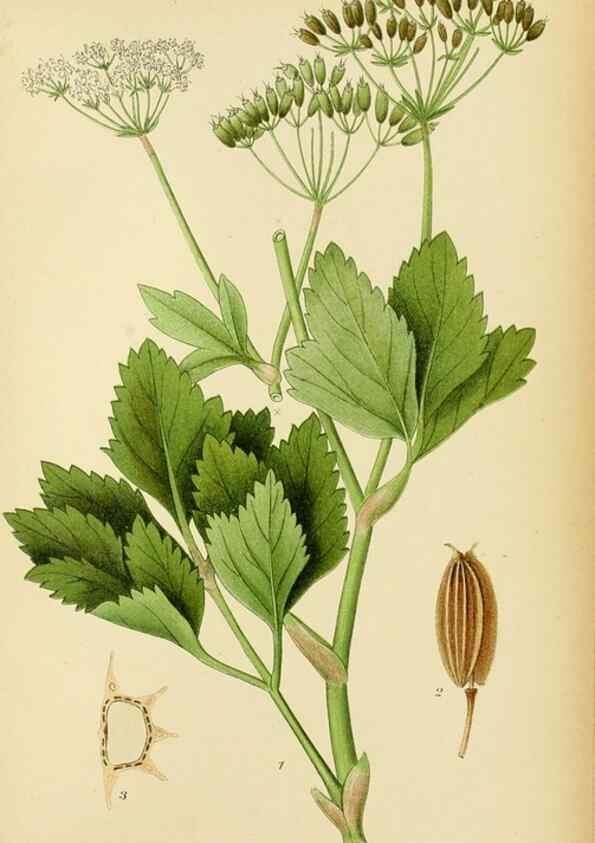 Reproducción/Reproduction 49157265368: Billeder af Nordens flora,. København,G.E.C. Gad,1901-1903 [i.e. 1907]. 