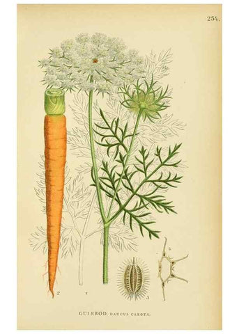 Reproducción/Reproduction 49157976142: Billeder af Nordens flora,. København,G.E.C. Gad,1901-1903 [i.e. 1907]. 