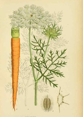 Reproducción/Reproduction 49157976142: Billeder af Nordens flora,. København,G.E.C. Gad,1901-1903 [i.e. 1907]. 