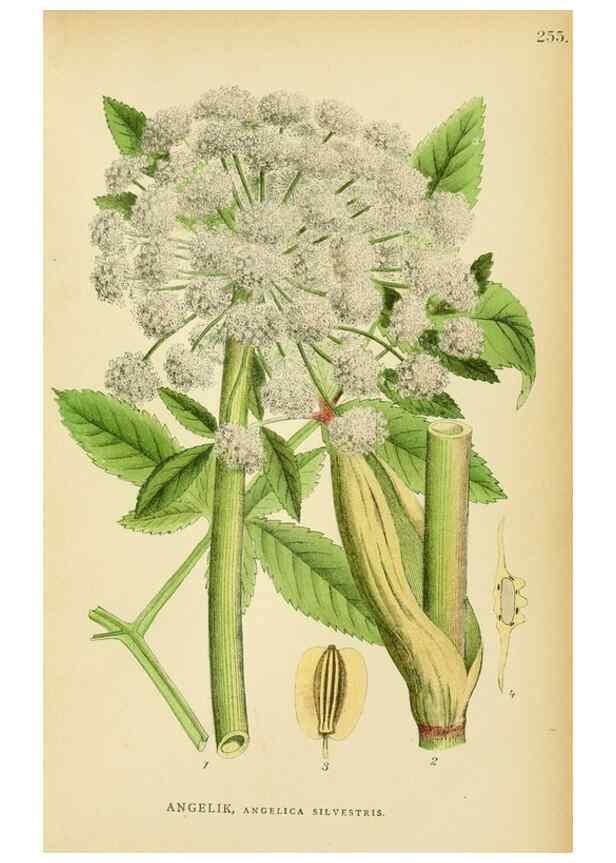 Reproducción/Reproduction 49157753936: Billeder af Nordens flora,. København,G.E.C. Gad,1901-1903 [i.e. 1907]. 