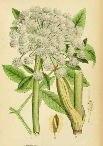 Reproducción/Reproduction 49157753936: Billeder af Nordens flora,. København,G.E.C. Gad,1901-1903 [i.e. 1907]. 