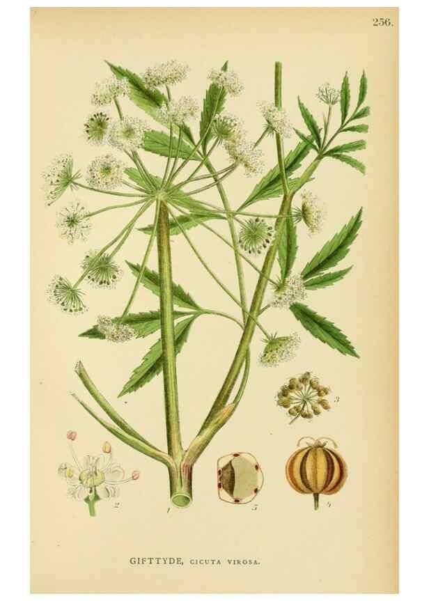 Reproducción/Reproduction 49157266523: Billeder af Nordens flora,. København,G.E.C. Gad,1901-1903 [i.e. 1907]. 