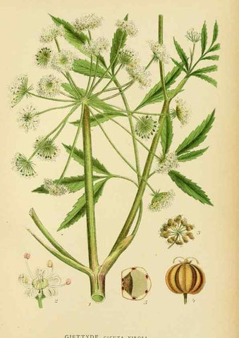Reproducción/Reproduction 49157266523: Billeder af Nordens flora,. København,G.E.C. Gad,1901-1903 [i.e. 1907]. 