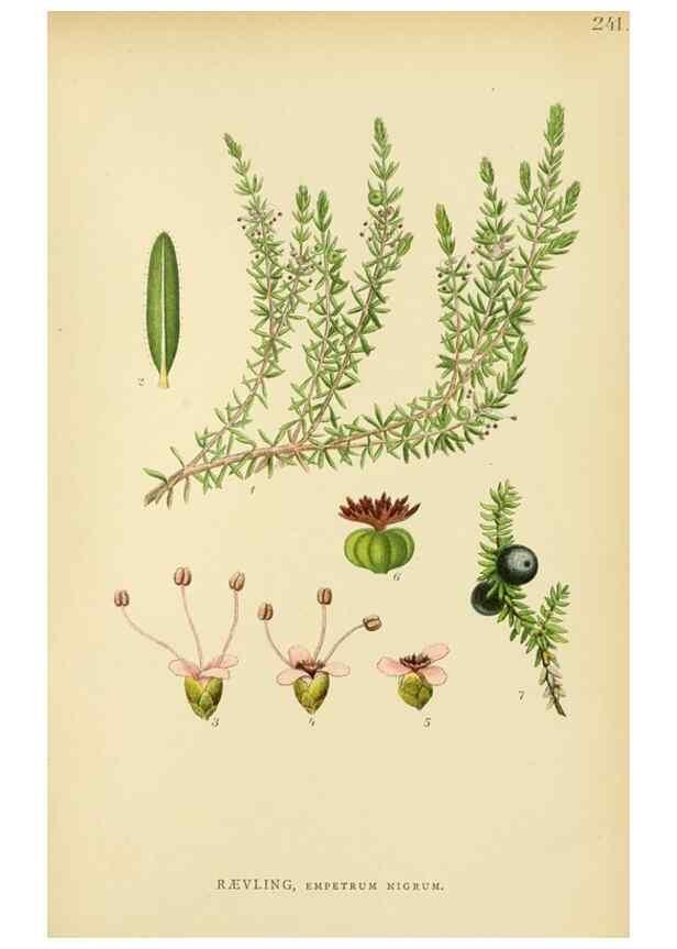 Reproducción/Reproduction 49157749086: Billeder af Nordens flora,. København,G.E.C. Gad,1901-1903 [i.e. 1907]. 