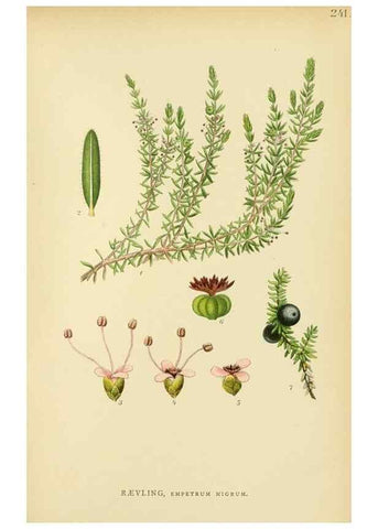 Reproducción/Reproduction 49157749086: Billeder af Nordens flora,. København,G.E.C. Gad,1901-1903 [i.e. 1907]. 
