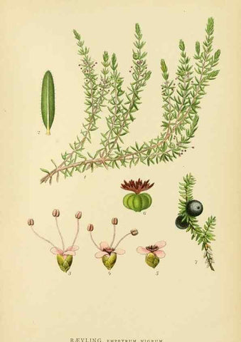 Reproducción/Reproduction 49157749086: Billeder af Nordens flora,. København,G.E.C. Gad,1901-1903 [i.e. 1907]. 
