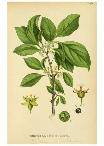 Reproducción/Reproduction 49157748826: Billeder af Nordens flora,. København,G.E.C. Gad,1901-1903 [i.e. 1907]. 