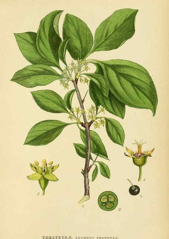 Reproducción/Reproduction 49157748826: Billeder af Nordens flora,. København,G.E.C. Gad,1901-1903 [i.e. 1907]. 