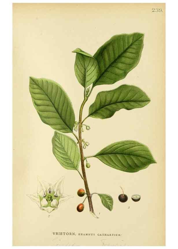 Reproducción/Reproduction 49157971252: Billeder af Nordens flora,. København,G.E.C. Gad,1901-1903 [i.e. 1907]. 